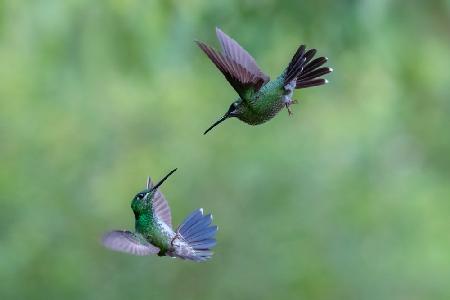 A pair of Green-crowned Brilliant Hummingbirds