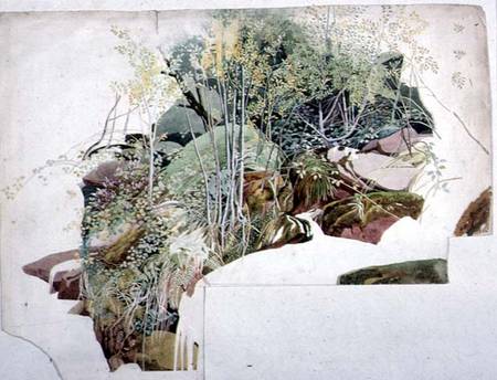 Study of trees, foliage and rocks od Sheldon Burrows Adams