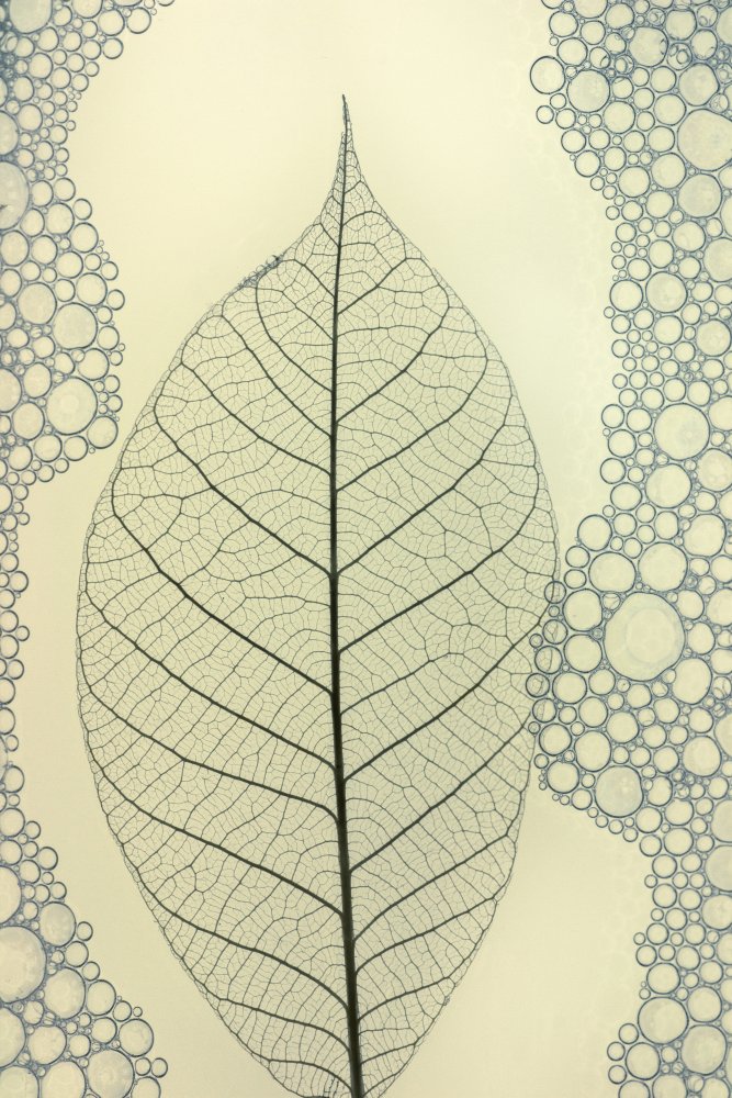 leaf od Shihya Kowatari