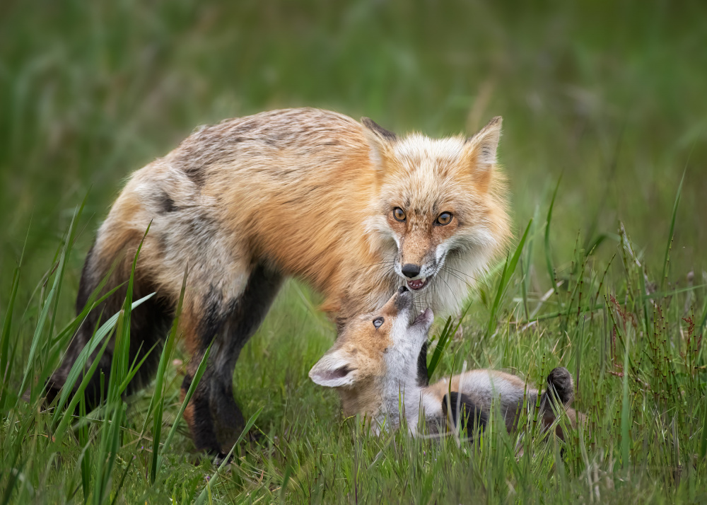 Foxes od Shirley Ji