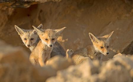 Foxes cubs on Sunset
