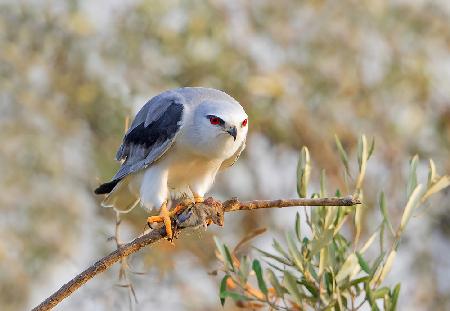 Black Shouldered Kite with a Vole