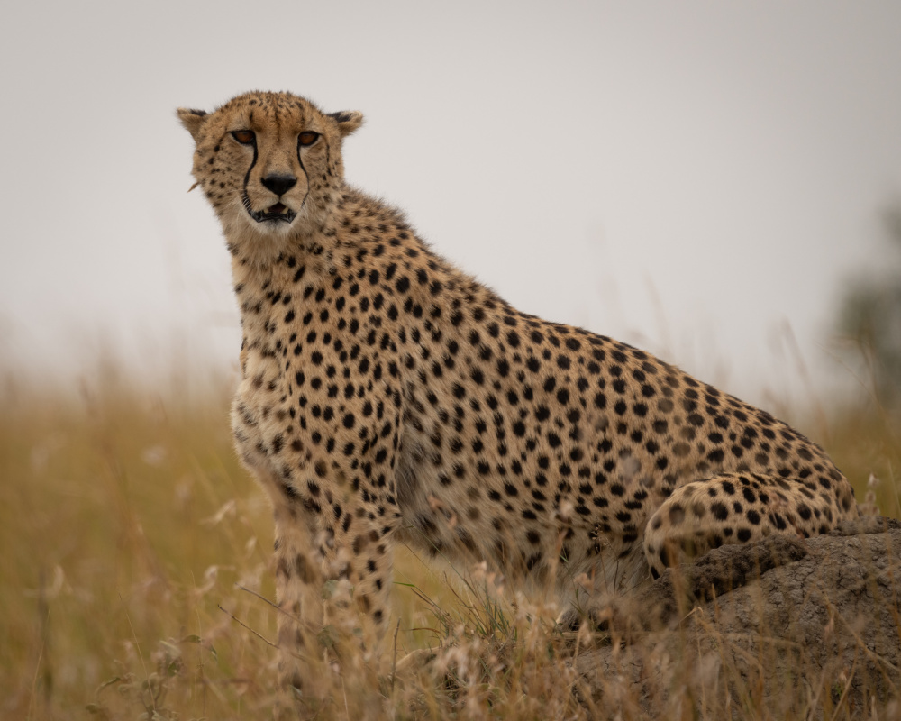 Cheetah ..Mara triangle od Shobhit Chawla