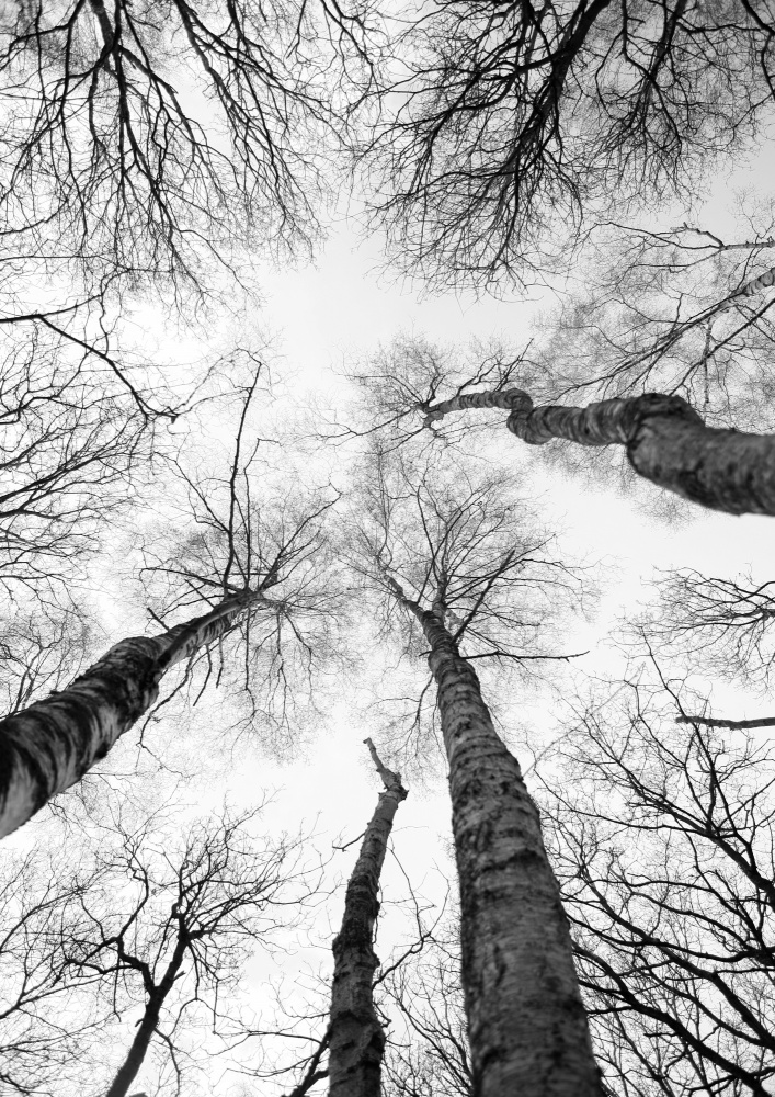 Tree Study 07 od Shot by Clint