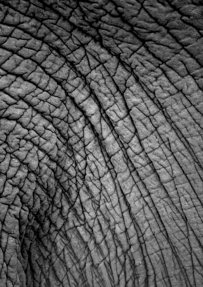 Elephant Study No2 od Shot by Clint
