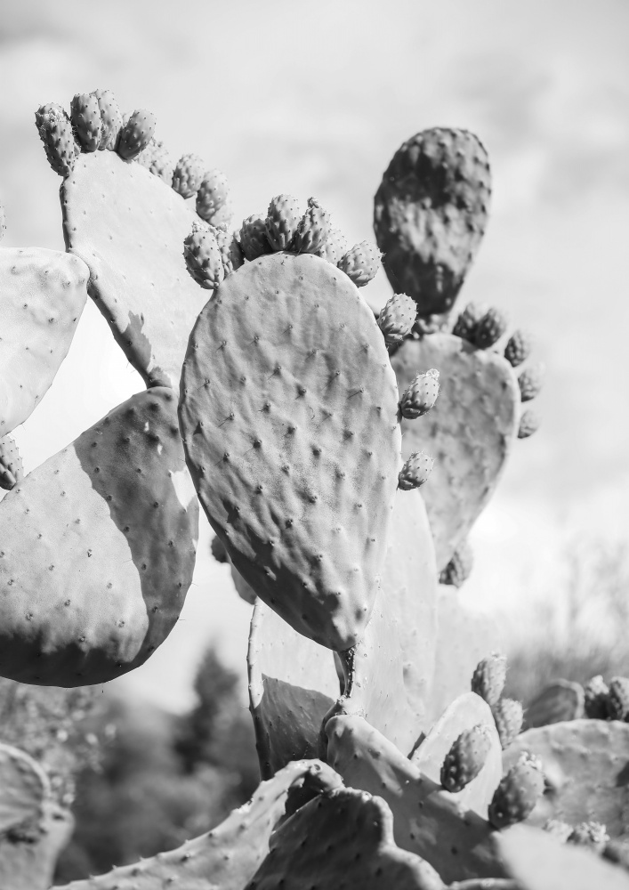 Cacti Cowboy No1 od Shot by Clint