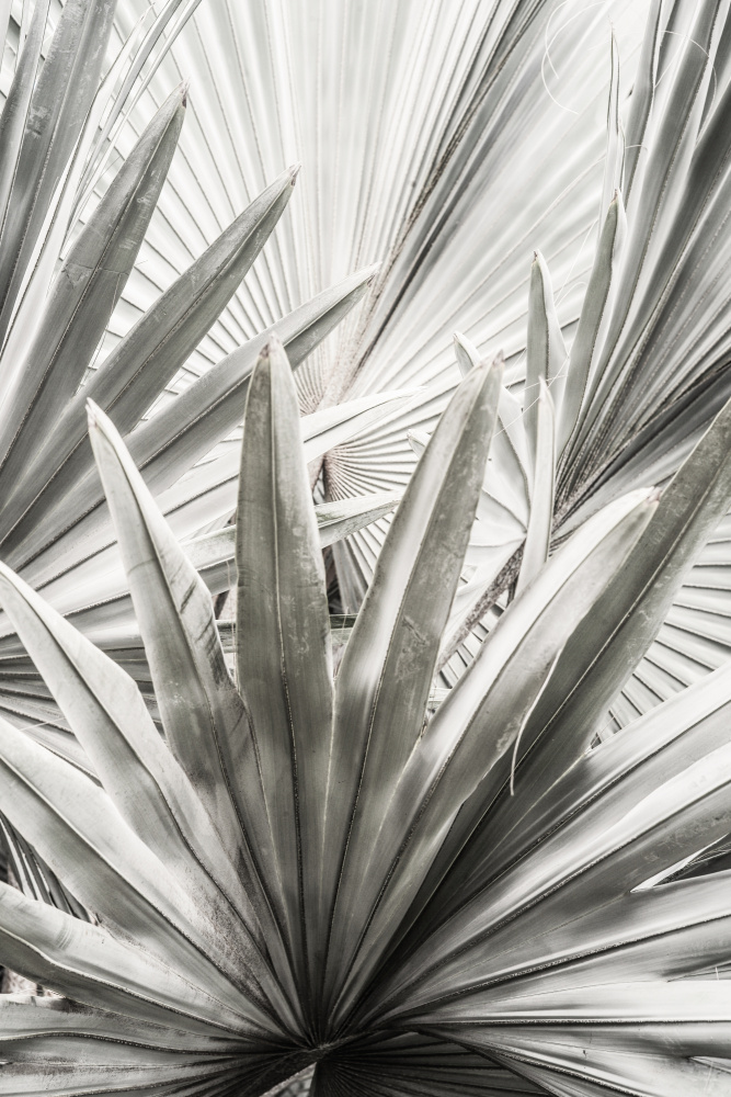 Lala Palm od Shot by Clint