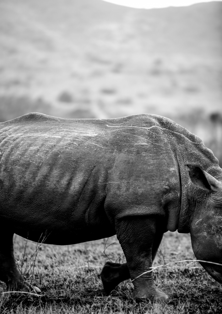 Black Rhino od Shot by Clint