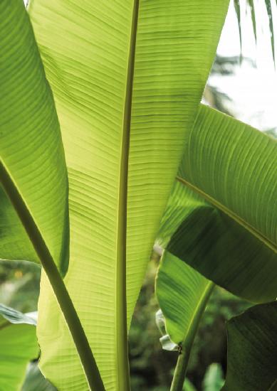 Tropic Bananna