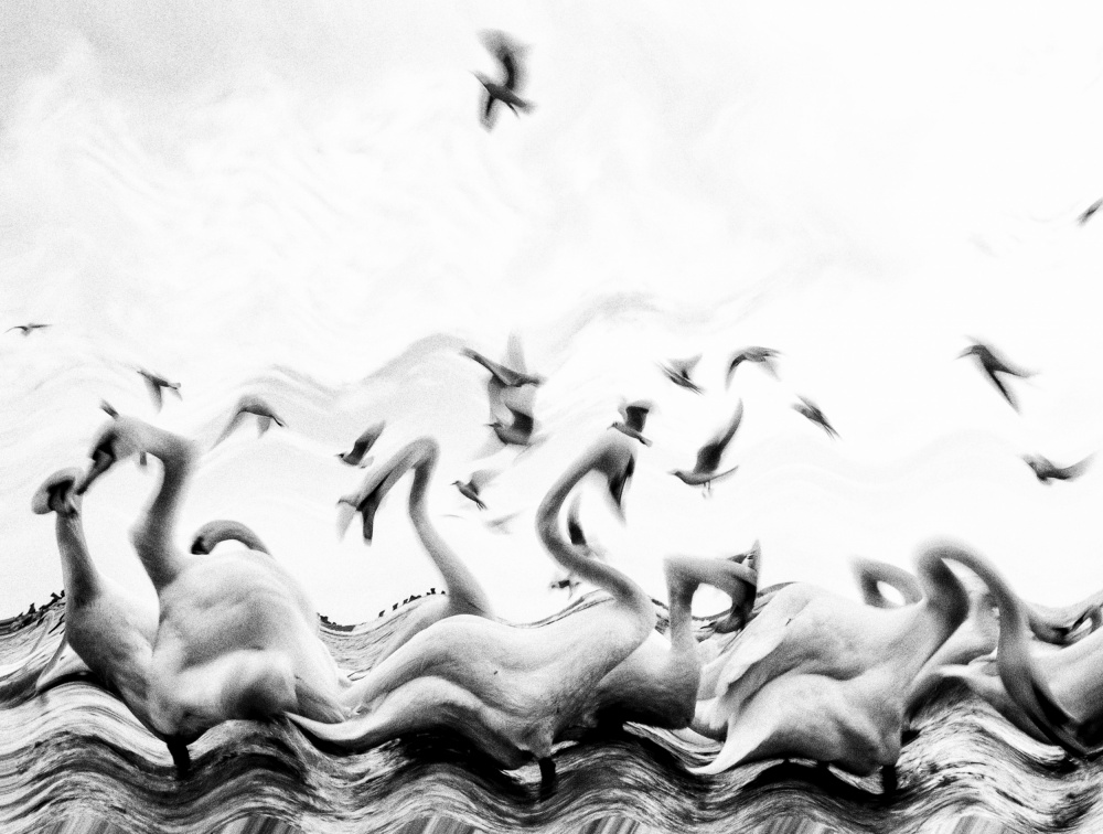 Swans waves od Silvia Dinca