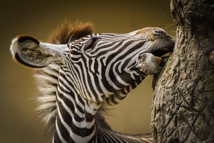 Zebra od Silvia Geiger