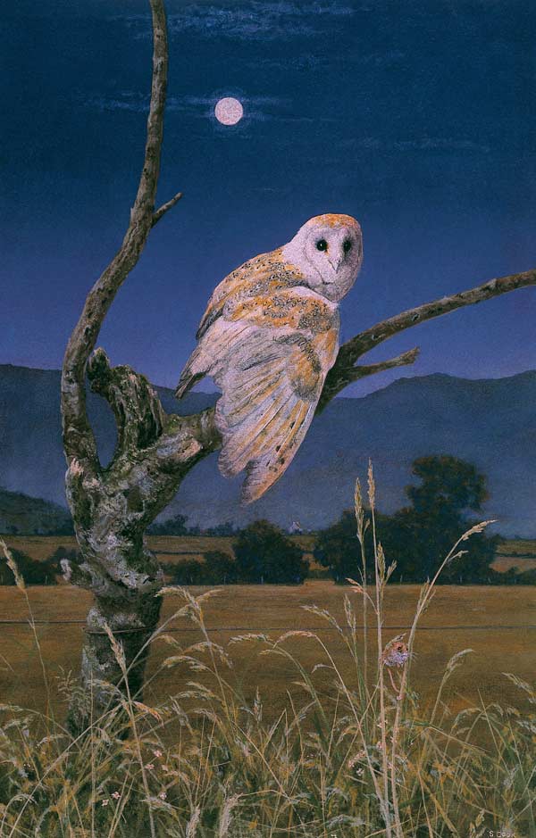Barn Owl (oil on canvas)  od Simon  Cook