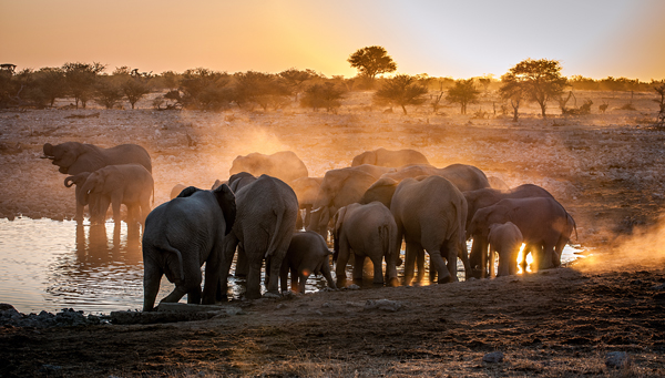 Elephant huddle od Simon Van Ooijen