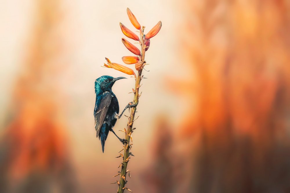Purple Sunbird od Sina Pezeshki