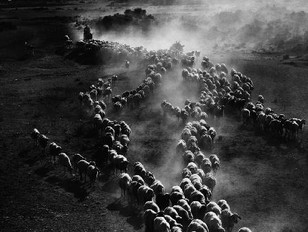 dust of the flock