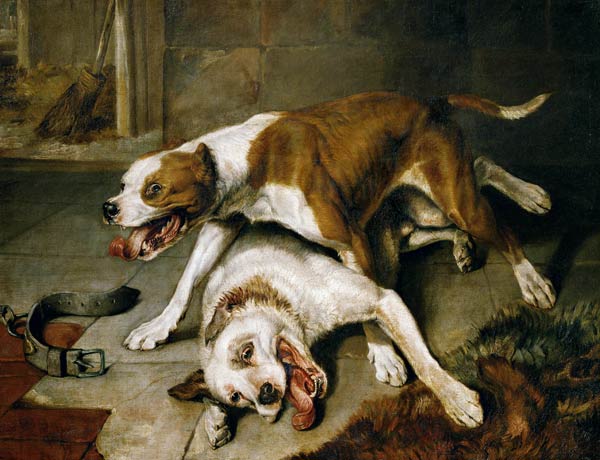 Fighting dogs od Sir Edwin Henry Landseer