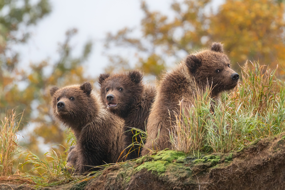 bear cubs od Siyu and Wei Photography