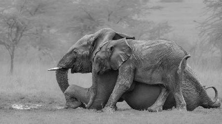 Mother Elephant and Her Calf
