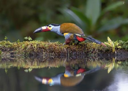 Toucan and reflection