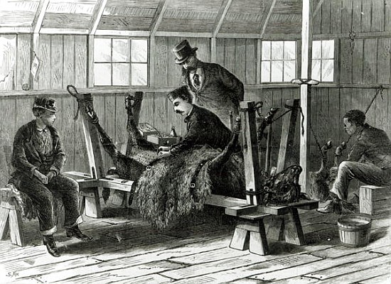 Taking virus from the calf, illustration from ''Harper''s Weekly'' in 1872 od Stanley Fox