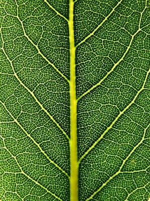 laurel leaf od Stefan Grötsch