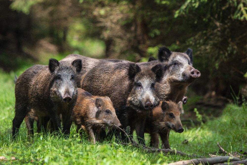 Wild boar family od Stefan Völkel