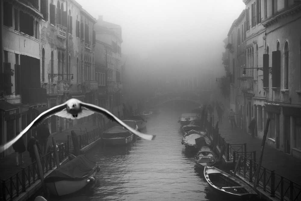 Seagull from the mist od Stefano Avolio