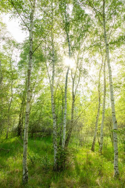 březový les od Steffen  Gierok