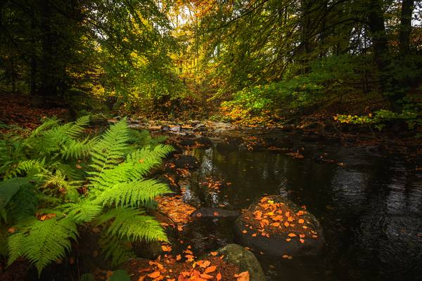 Podzim v Harzu od Steffen  Gierok