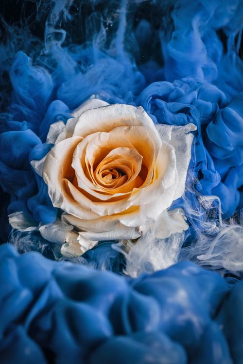 Magická růže od Steffen  Gierok