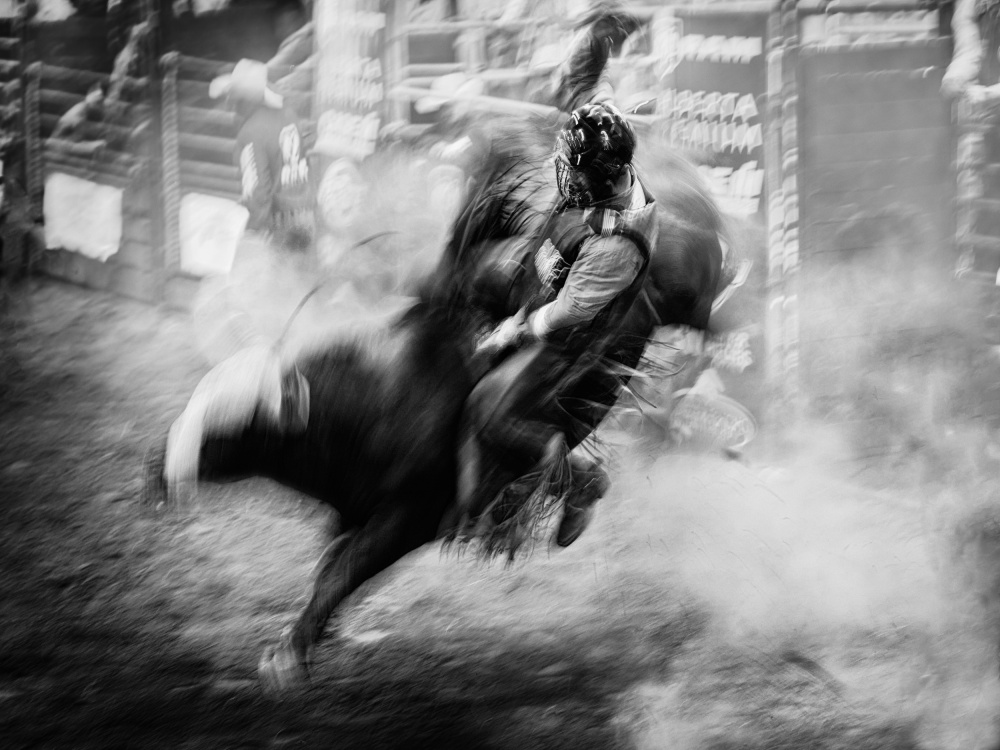 Bull Riding od Steven Zhou