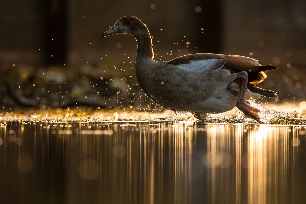 Golden Goose od Stuart Harling