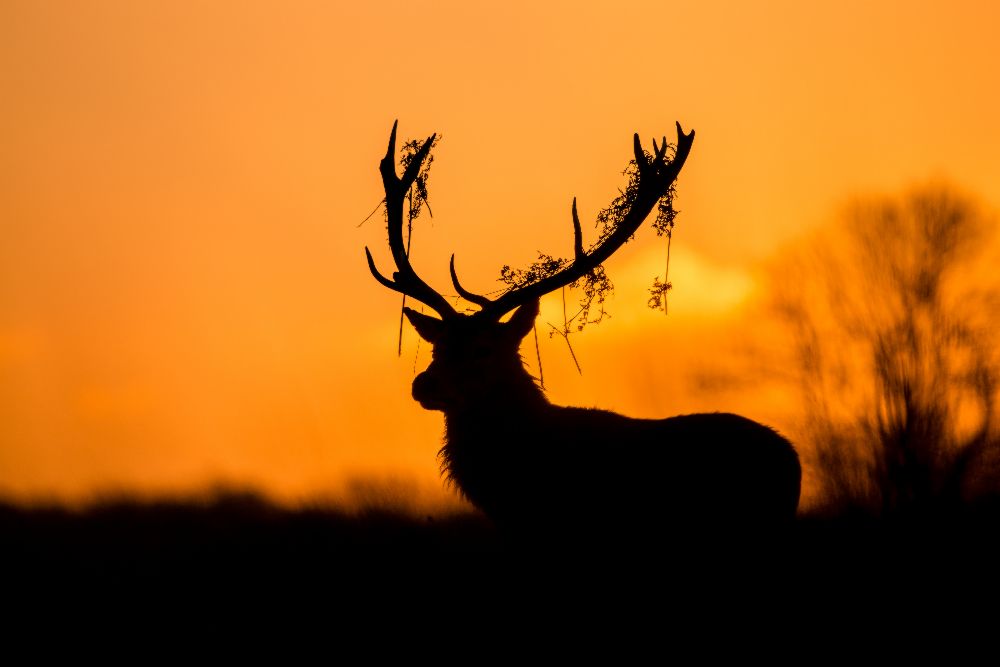 Red Deer Stag Silhouette od Stuart Harling