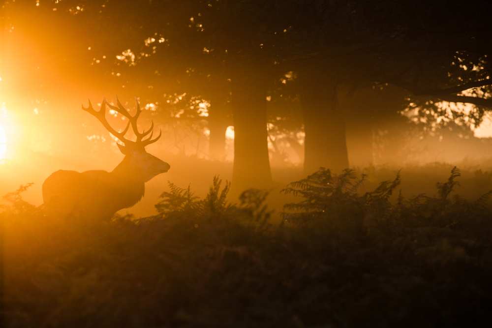 Stag in the mist od Stuart Harling