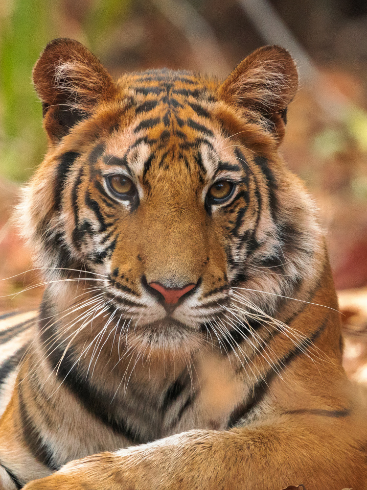 The Tiger Portrait od Sumangal Sethi