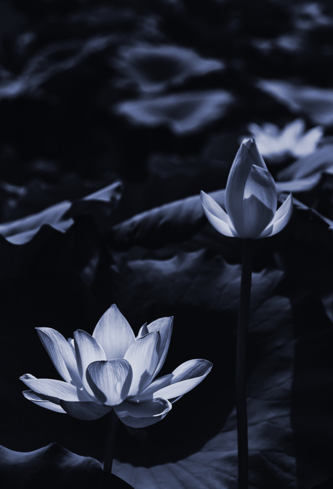 Midsummer lotus field_bi od Sunao Isotani