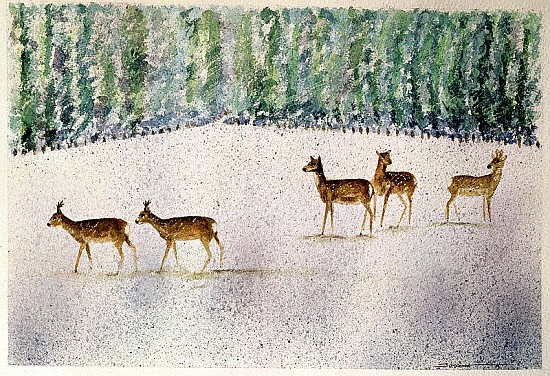 Deer in Snow  od Suzi  Kennett