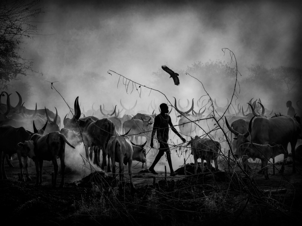 Mundaris cows shadows, SOUTH SUDAN 2021 od Svetlin Yosifov