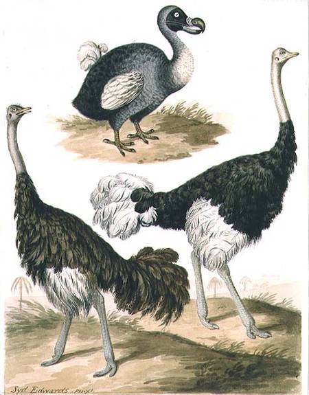 Dodo and Ostrich od Sydenham Teast Edwards