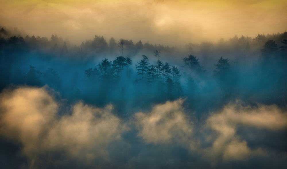 Foggy morning od Takafumi Yamashita