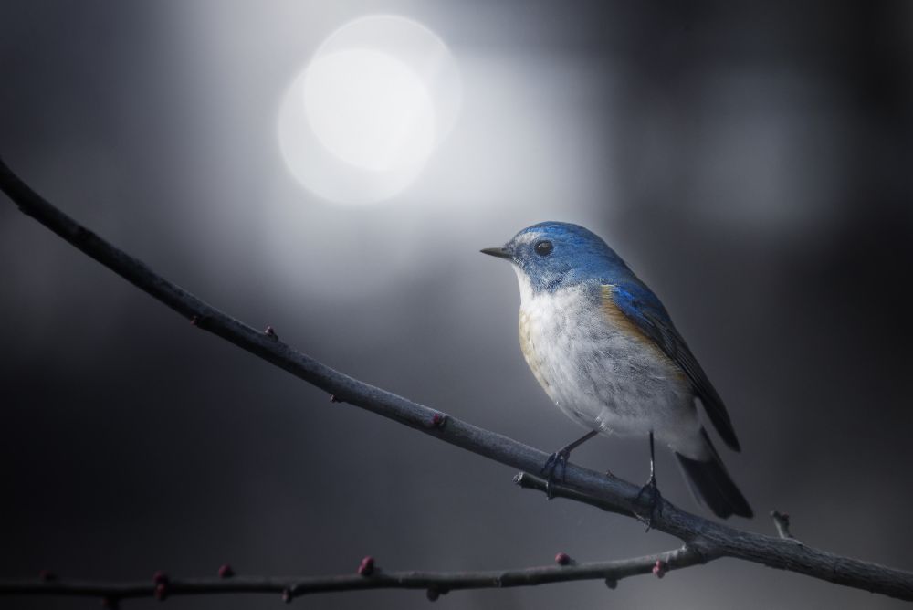 Blue Bird od Takashi Suzuki