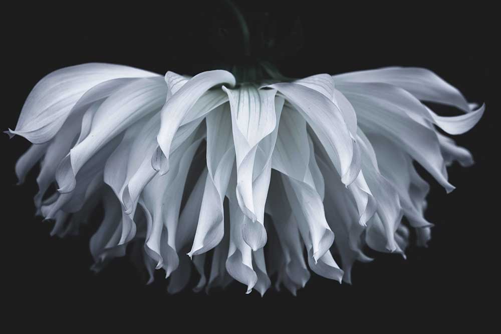 Flare flower od Takashi Suzuki