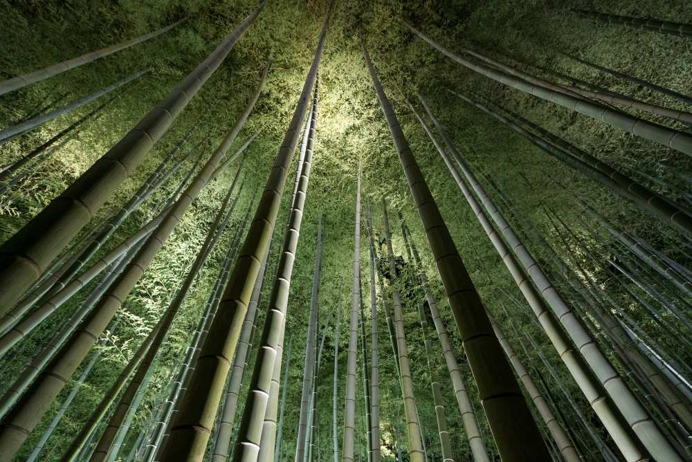 Bamboo Night od Takeshi Marumoto