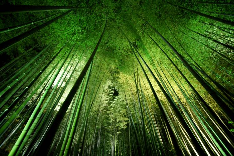 Bamboo night od Takeshi Marumoto