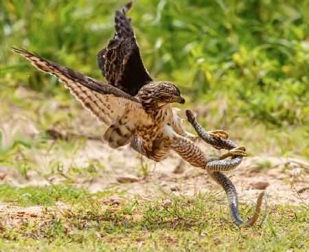 Eagle snake battle