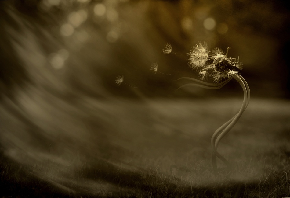 \&quot;Blowing in the wind...\&quot; od Tatiana Gorilovsky