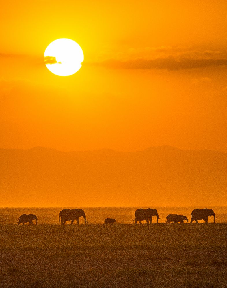 Elephants at Sunset od Ted Taylor