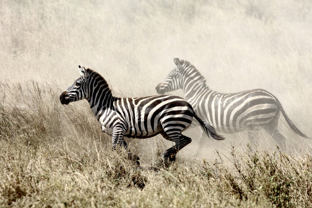 The Zebra Chase od Tereza Frank