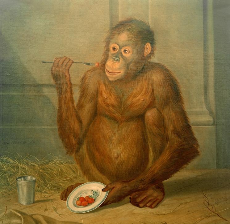 Orang-Utan, Erdbeeren fressend od Tethart Philipp Christian Haag