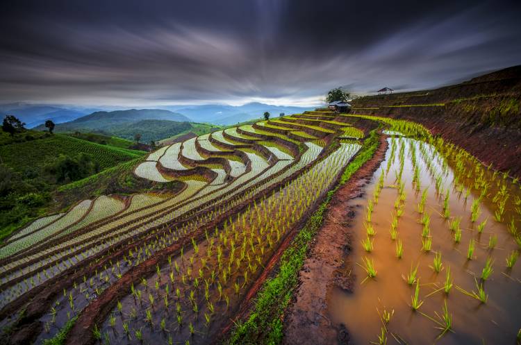 Unseen Rice Field od Tetra